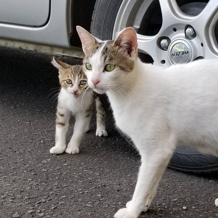 D72a4cd6 c274 49f8 a8e5 d3c34790f9fe 1600523992221