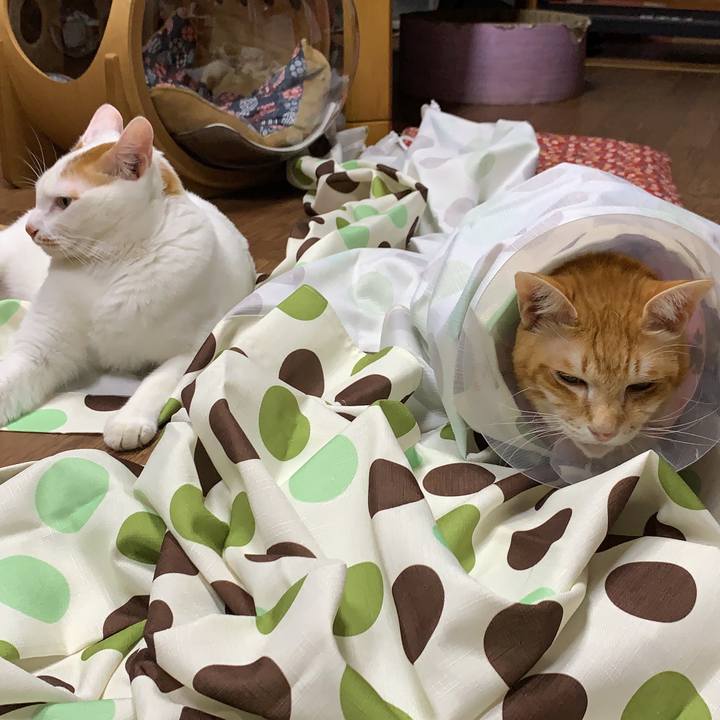 D72b47f6 0bd8 4a24 b76d 2f9d04c02d22 1629994674888