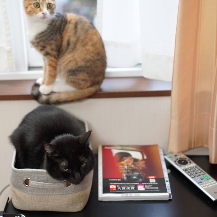 D72c3a1d a1ad 49f5 b9f2 40852b1dc4c4 1576540625977