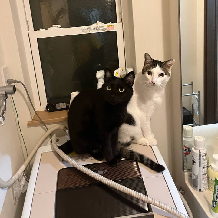 D72e3d82 b437 47e0 9890 27b2b71a6d34 1713533085174