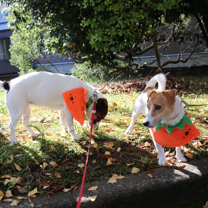 D72f83bb 1073 4139 aae2 8a2422b35ecb 1540701961790