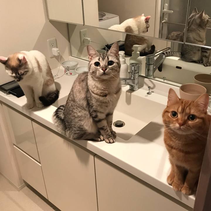 D731c078 f2d0 48a5 88b1 8a7e33c3124a 1523889044482