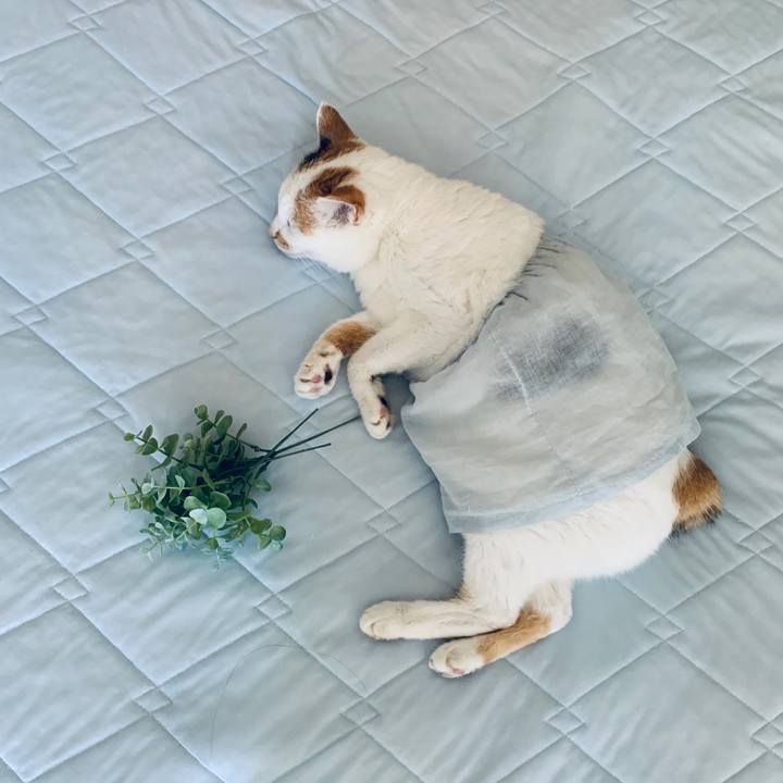 D731dd1b 8687 4294 bc05 021c96b528a8 1598515439185