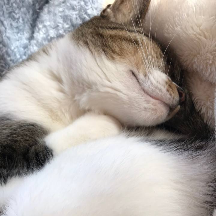 D7333e0f a4ee 4dbc a637 7c2ced23fefc 1512264812027