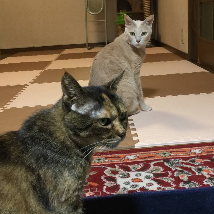 D73641b0 04c2 4b32 bcb4 882f85848aad 1537789385377