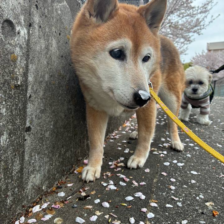 D736c827 4378 4b37 a5d3 178791970de5 1775461794810