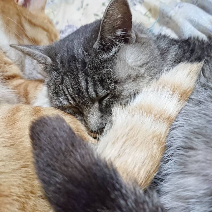 D7394cc8 8621 41e8 8eb3 d51a4734fefe 1576067946313