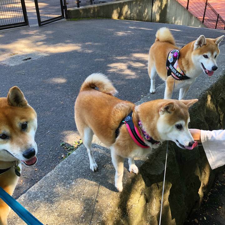 D73b6611 34e7 4226 868a c89435079b87 1593576001356