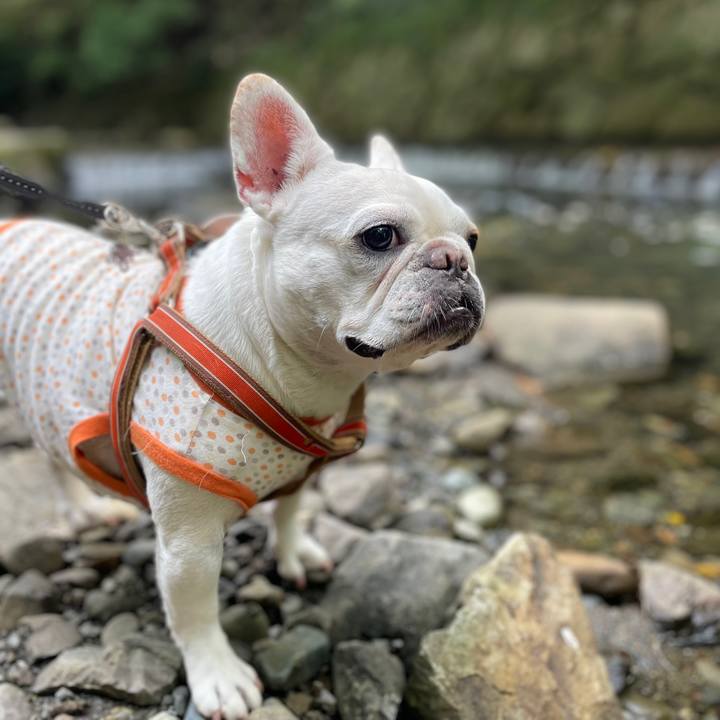 D73be2f1 4ec0 4ae6 96a5 2e1f7c324c44 1728612027614