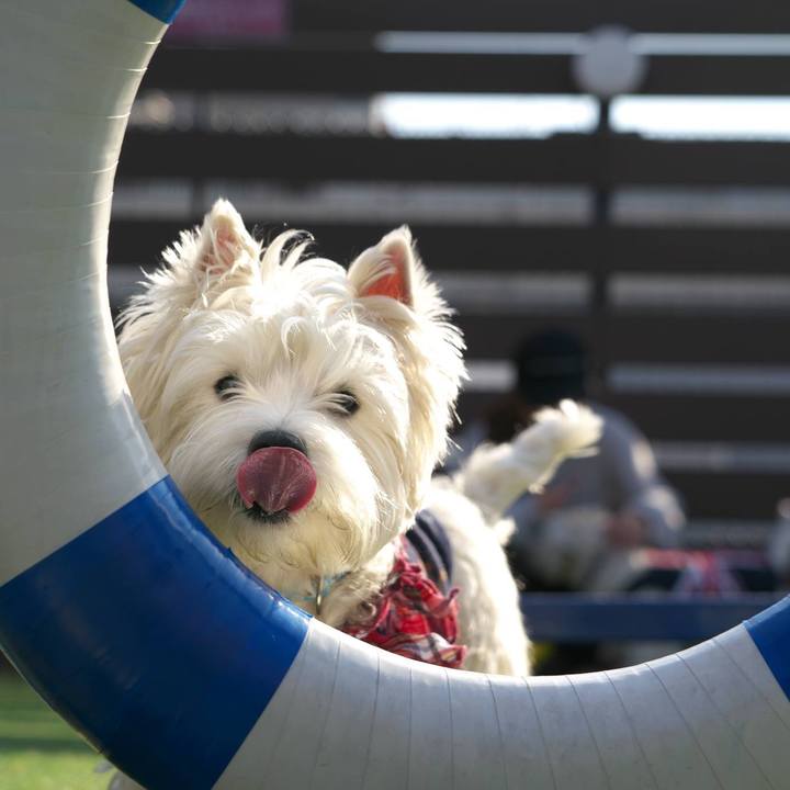 D73c72a1 b9fb 476f b281 10c874d3d72a 1518909317845