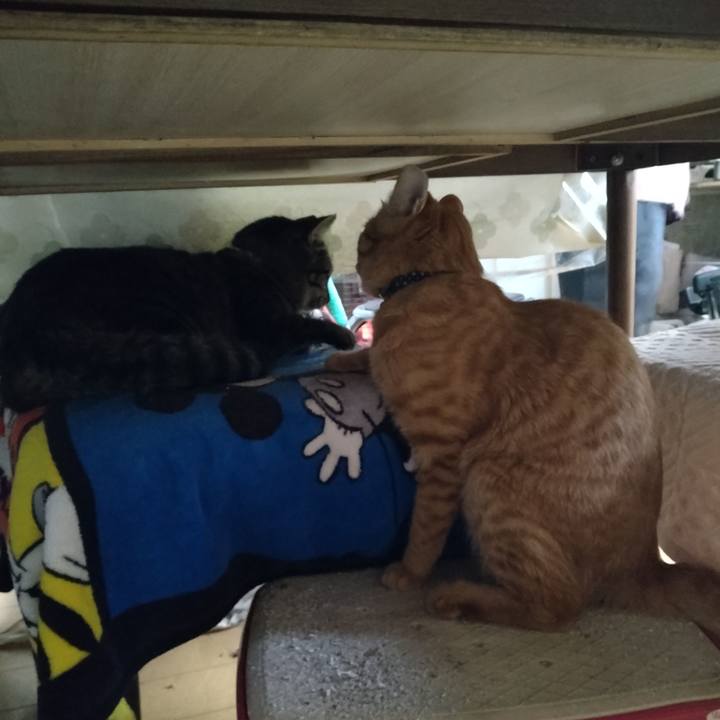 D73c850d d9e4 4fa8 b539 64cbf6ebd0bd 1666742467542