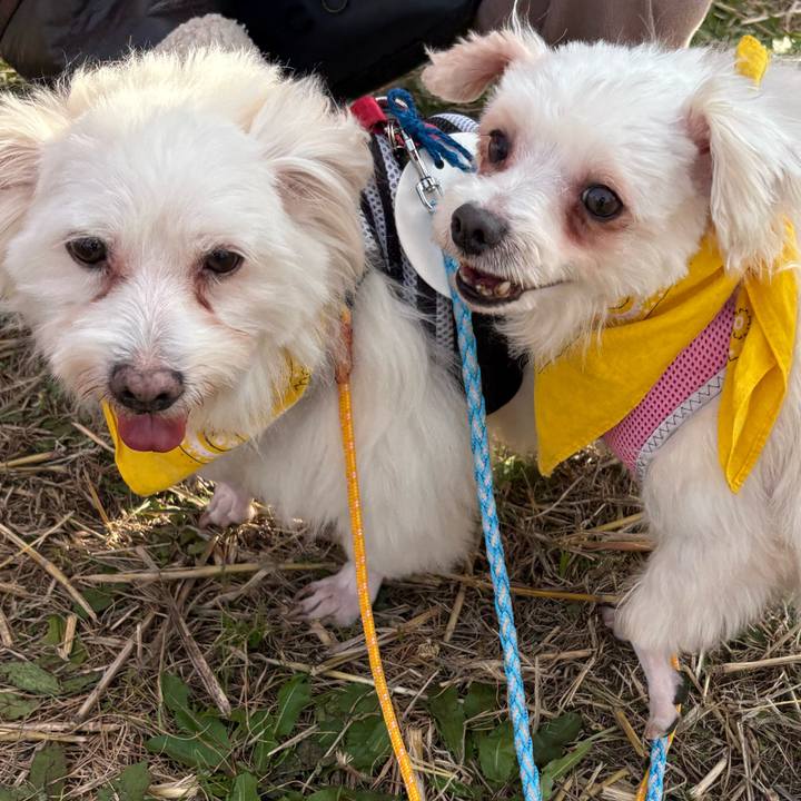 D73dbb8d 39ee 463c 9bff 9ff14e096001 1763284269625