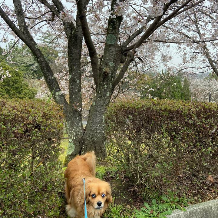 D73e4fc2 5202 4f23 86f2 de4b422e815f 1585605677870