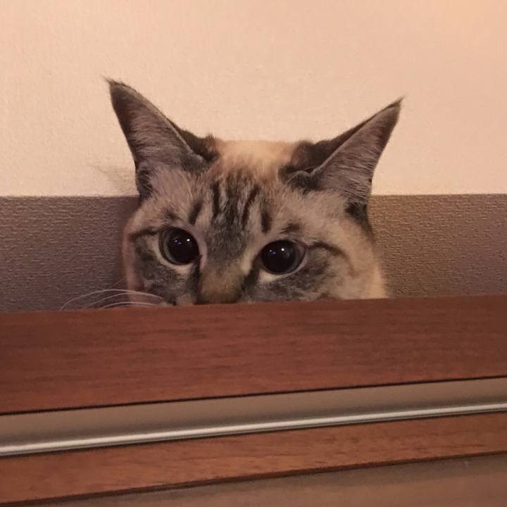 D742c37a d262 472b adfc c8297702a947 1554544518882