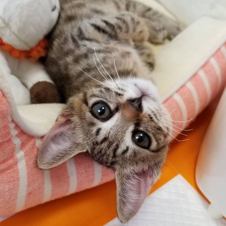 D745bfed 6168 42fd a124 ec7f105c8287 1534935839479