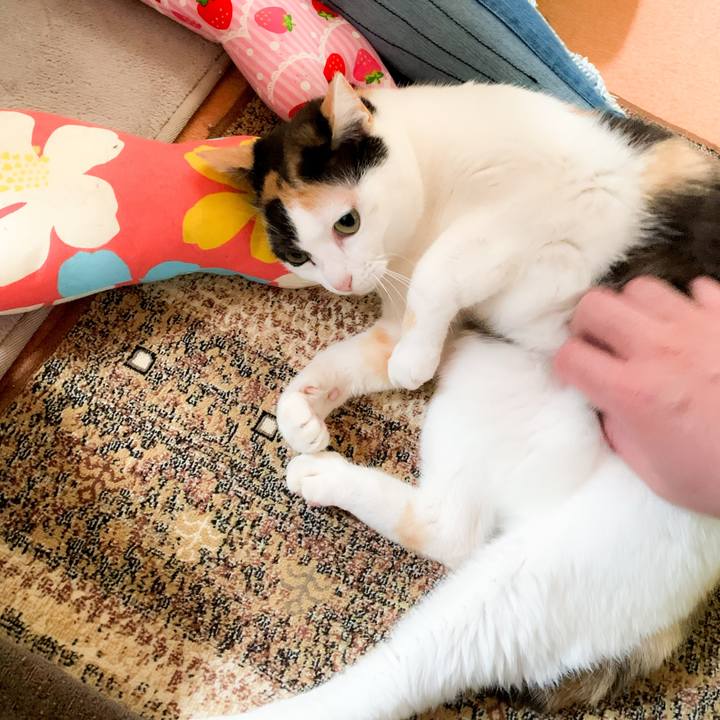 D746ba55 d269 4dcf a8f8 11a49b75c6a1 1589417271308