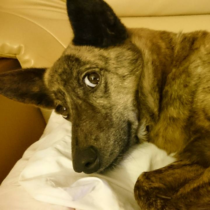 D7486db4 5280 4aeb 977f ae68e8ba81b7 1508327407311