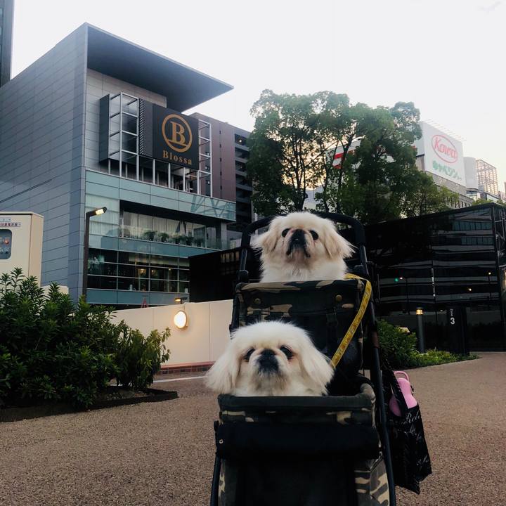 D74b066d 1688 4d21 a90c fc5c11ad955f 1602020449391