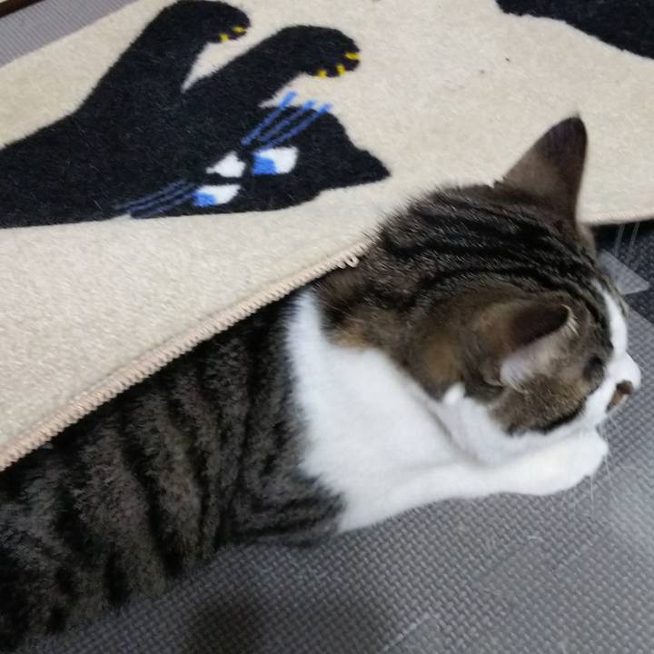 D74b3e6d 2926 4bea 8bf8 bab6ff15f8bc 1621037064132