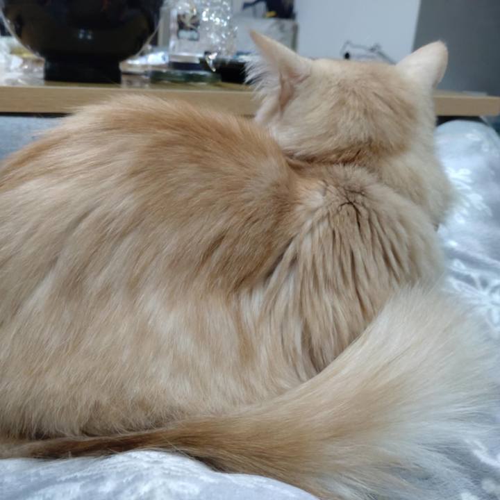 D74d38a5 cf69 45cd ba43 062c89f91a0d 1732786543670