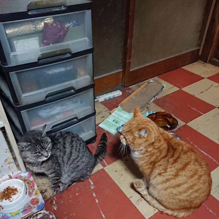 D74e46e0 7270 4369 bd8e f3d3a94d9a6d 1580720421049