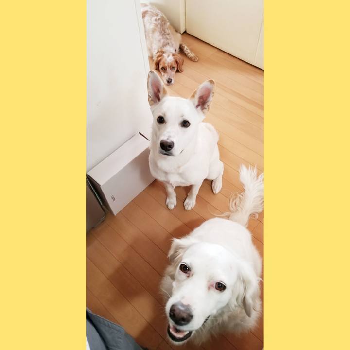 D754fa6a e611 4ac9 92da e78c2b849669 1597021017783