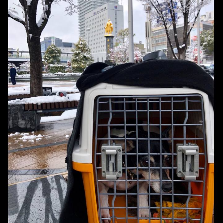 D7678016 8527 41e7 87d5 15871fccd4aa 1546076467728