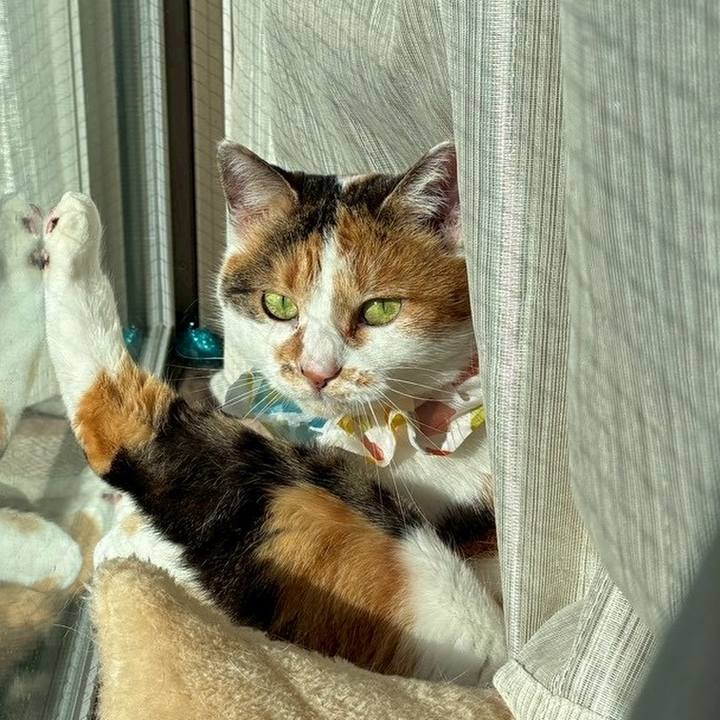 D76abb17 afea 4a8c b97f bf91e4df2074 1767251778501