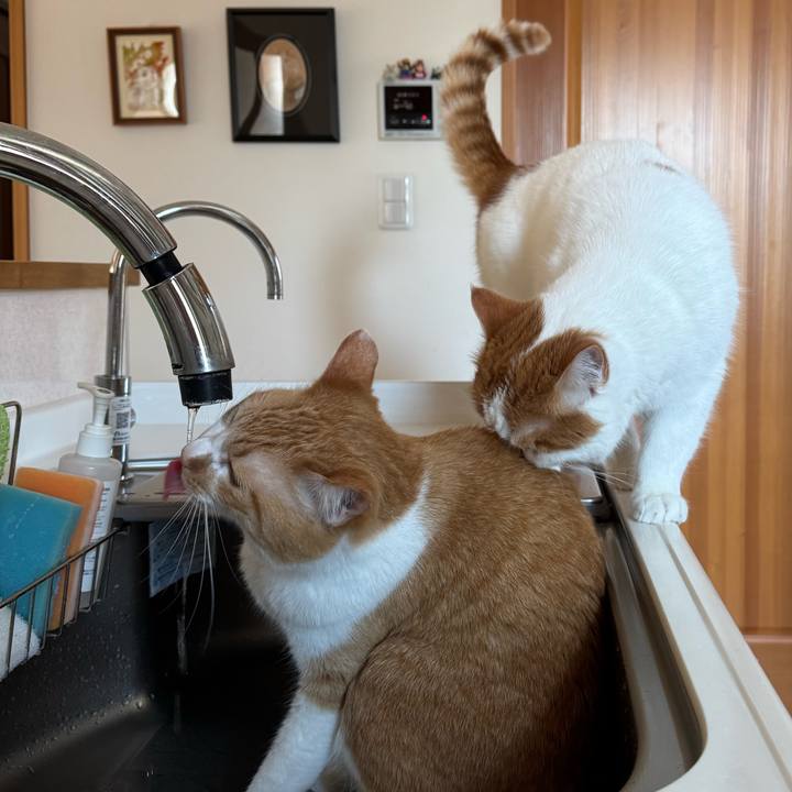 D76e8226 fb66 48b5 a219 e96cd9ffbb0d 1776305660559