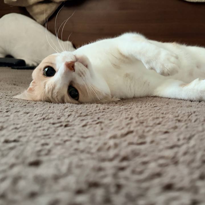 D774debe a852 4e87 b6e2 d42cf133d0ec 1773544153127