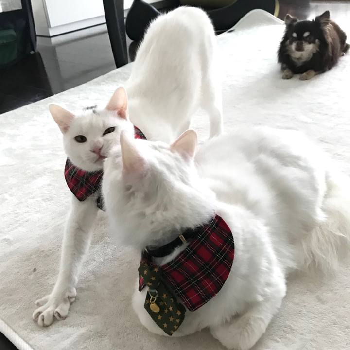 D777dbae c4fa 4f07 9ee4 547c8419c7c5 1577191250386