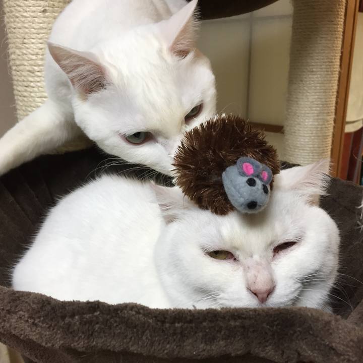 D7785fdb 99d8 4a7e 8171 2370f9dcb5a4 1518008194118