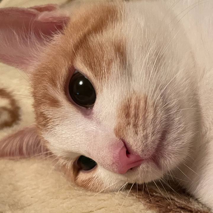 D778cfc3 e5c9 41fc 94bb 32866e1ad8aa 1701433976676