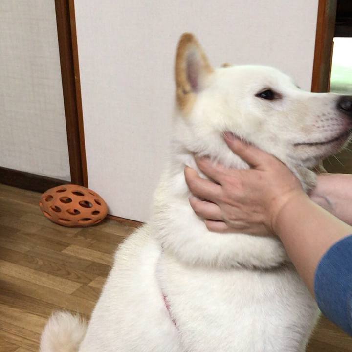 D7794e29 398a 42d3 80e3 8dc605067d20 1534286939666