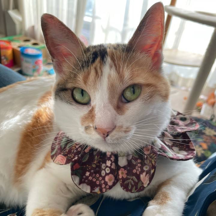 D77b7baf 9c3b 40a3 a4e1 cd2b50c81de4 1750556326333