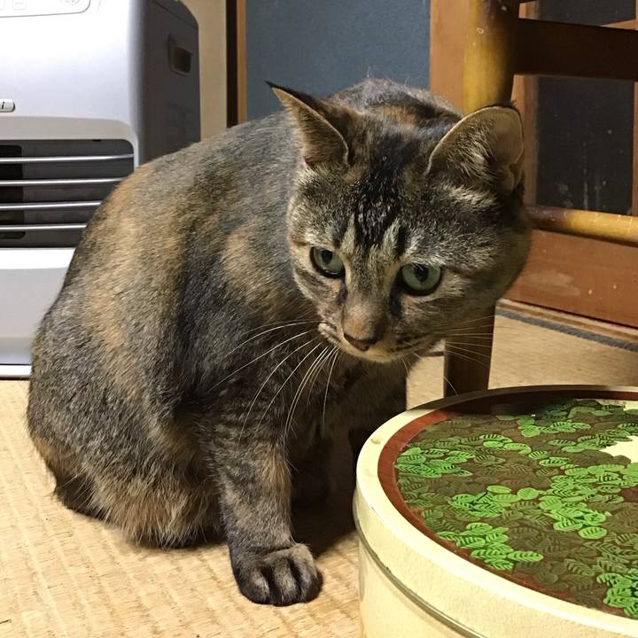 D77c41b8 1655 4157 af5e b63db208a9bc 1734427993291