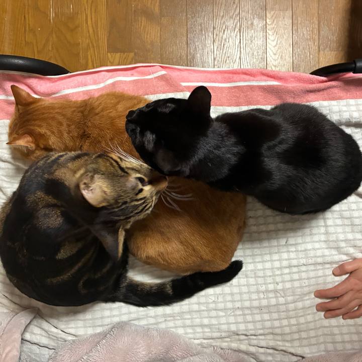 D77c9e4d 5e75 4d19 99ae d6d9e0b13b7b 1770761091380