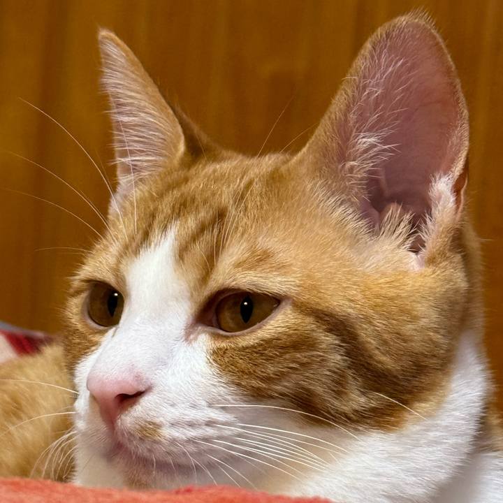 D77d023a 863f 4be6 abdc a21d4a338083 1761619716096