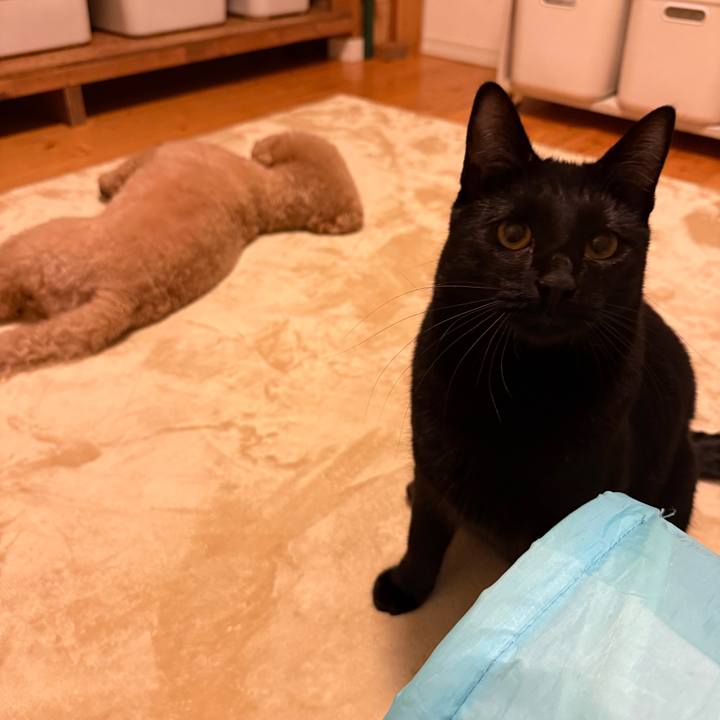 D77d0cbe 1b08 4a38 8a5d bf56a21789d9 1774610966274