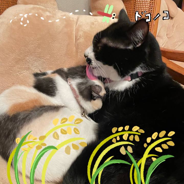 D782cf1c 1472 4b6b aced a962a46cb824 1761526806871