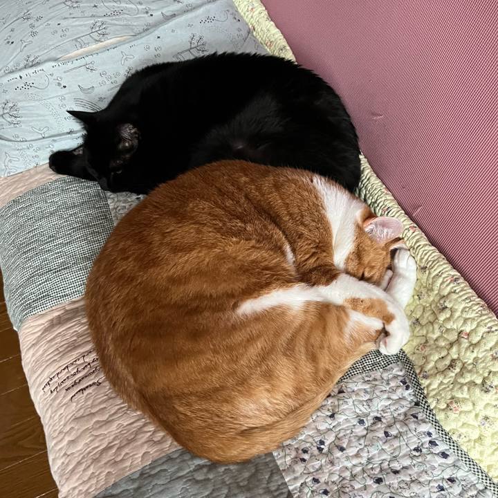 D78341fe 0346 4a18 939e 65ef298822de 1760252945293