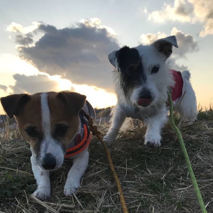 D78ab8d8 6f33 44da a433 bd6f1b7340ed 1519720255972