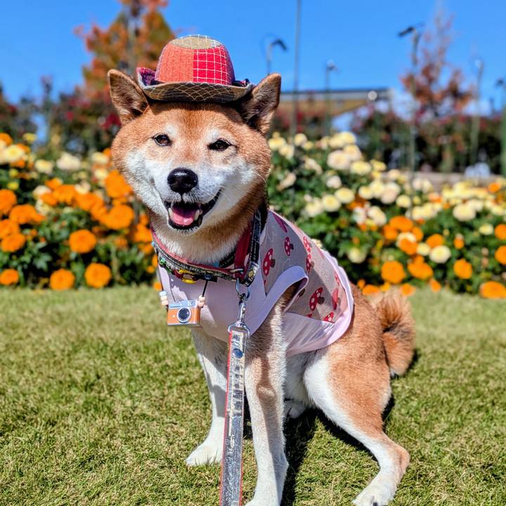 D78eacf8 45e2 48c6 a880 2513270abbc9 1762995799072