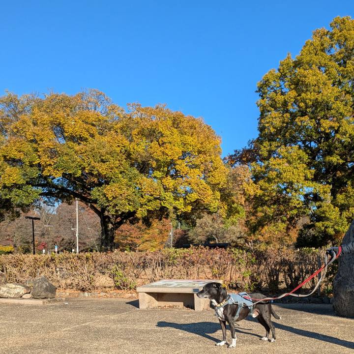 D794500f 305b 432b 9b02 aaaacf147f49 1732926409904