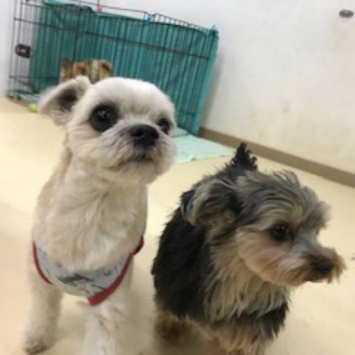 D79de275 4b21 4887 9da9 83cfc3cd9427 1548161988448