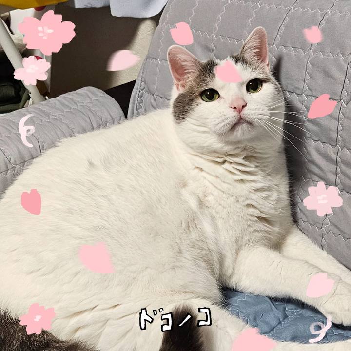 D7a0d433 b200 4036 84d8 a31d7c0f44d7 1744261565231