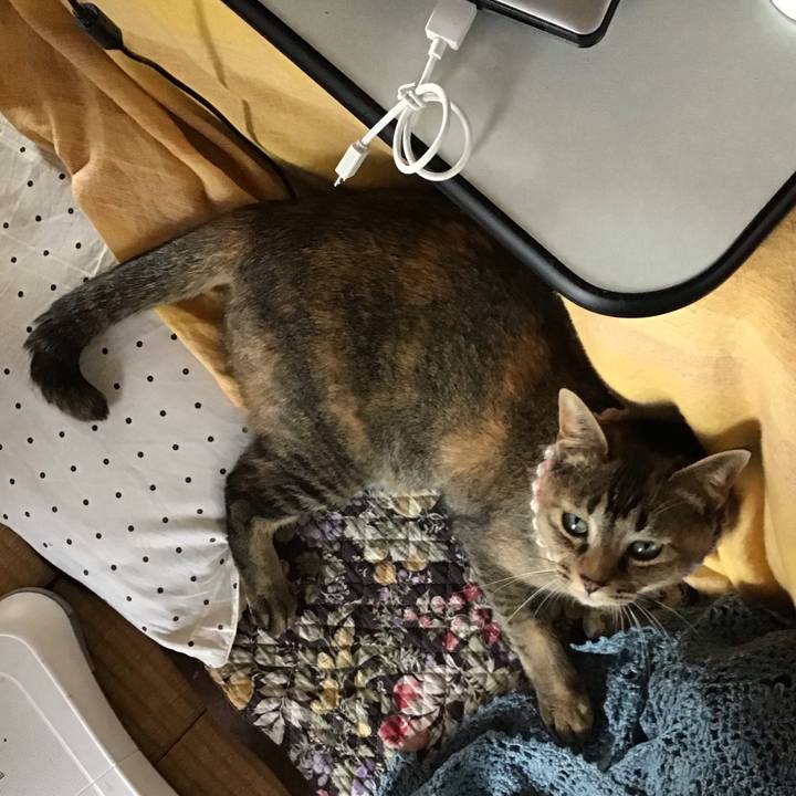 D7a1cc4b 0482 4236 a211 5a447459dafe 1619848379389