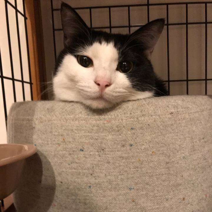 D7a1d850 e05a 4ee0 a870 3acc1dc255e5 1521948719647