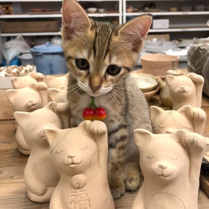 D7a215cc c64f 4bdd af42 177a174ee23c 1577021797528