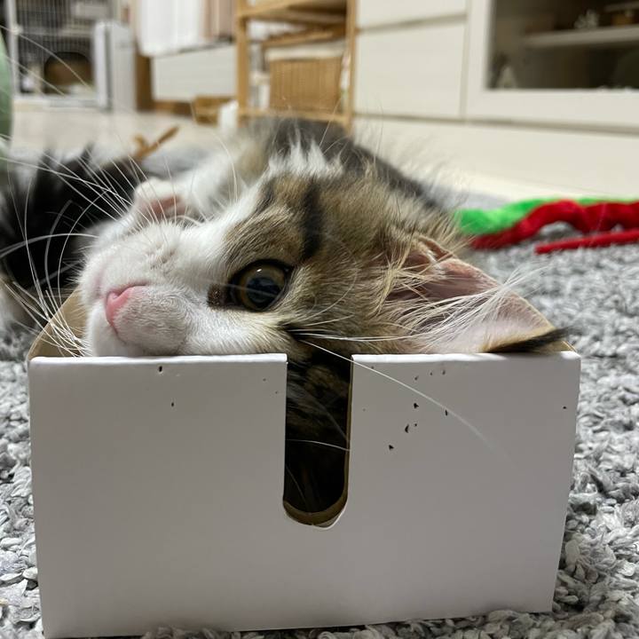 D7a2a2cc 37f8 40ae 82a7 c9a26ccf1fd2 1633087317399